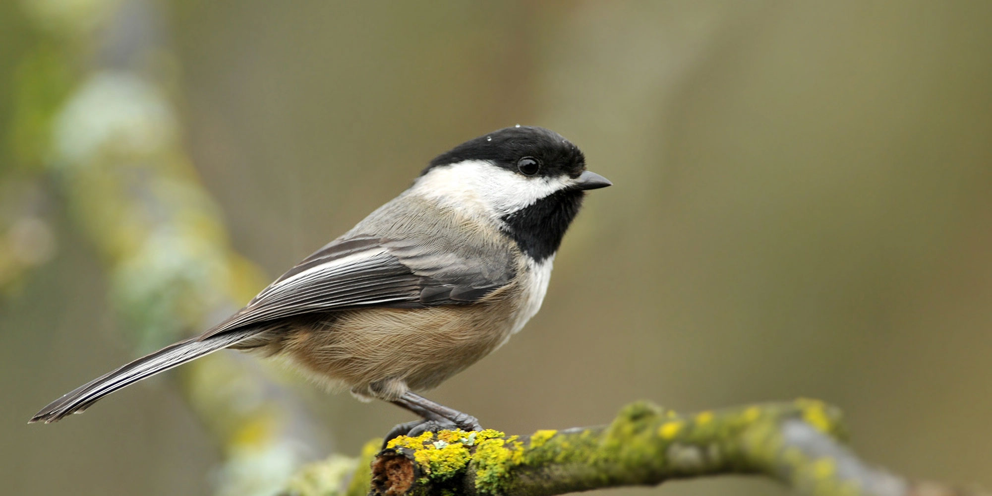 ACES // Pitkin County Open Space: Fall Migration Birding at Jaffee Park